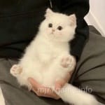 Avatar of Junaid Yousaf